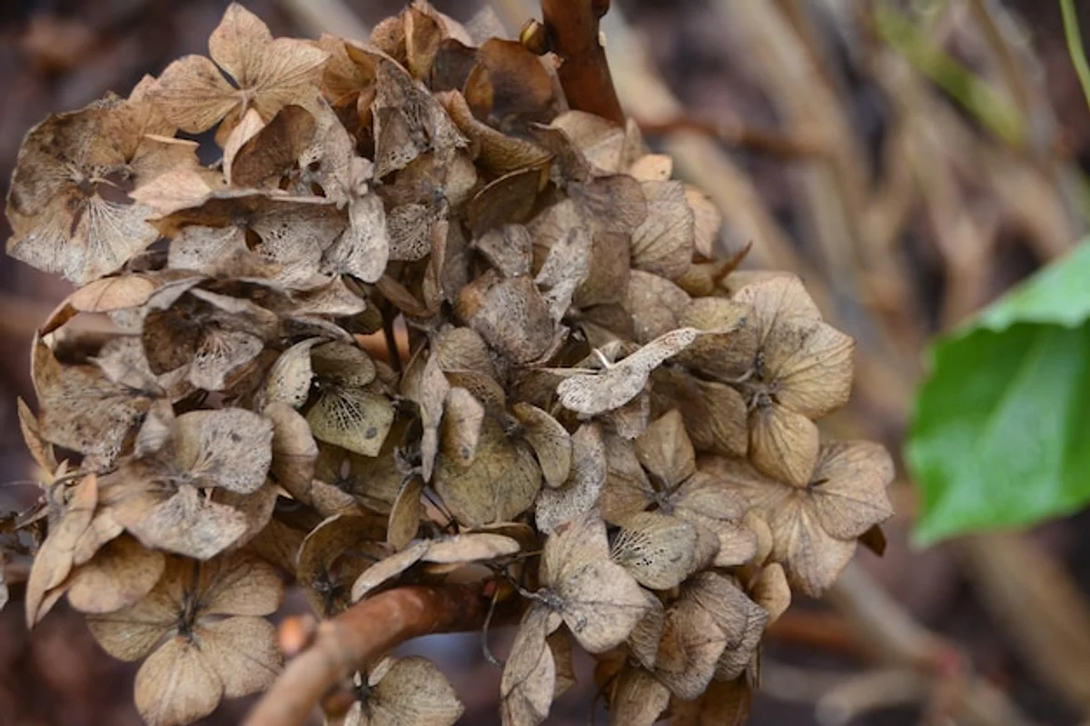 close up of banana peel and blooming hydrangea flowers