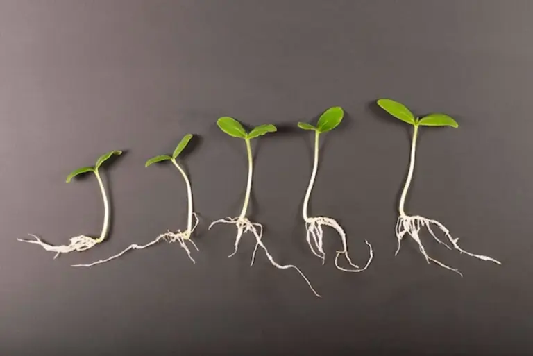 old garden seeds germination test home