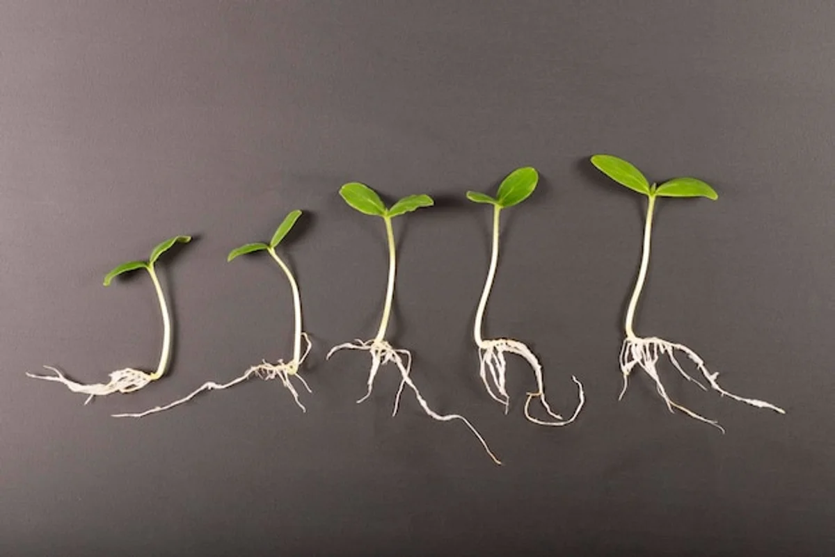 old garden seeds germination test home