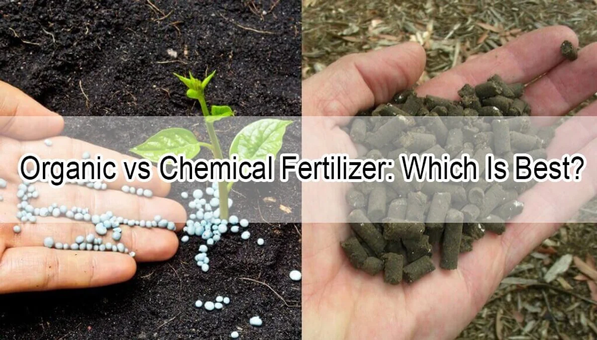 organic vs chemical fertilizer in german allotment garden