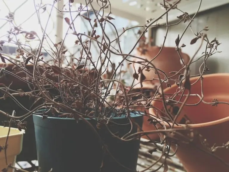 overwatered seedlings dying