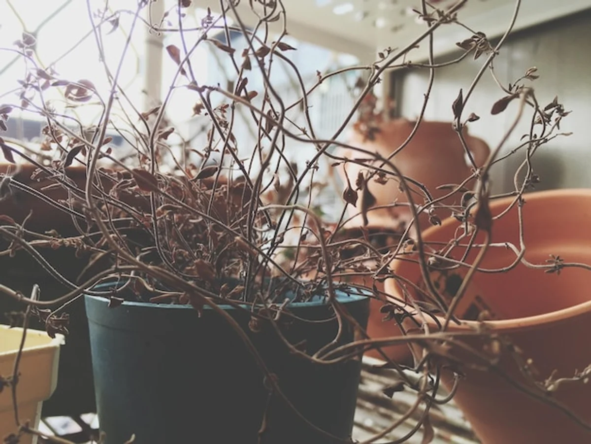 overwatered seedlings dying