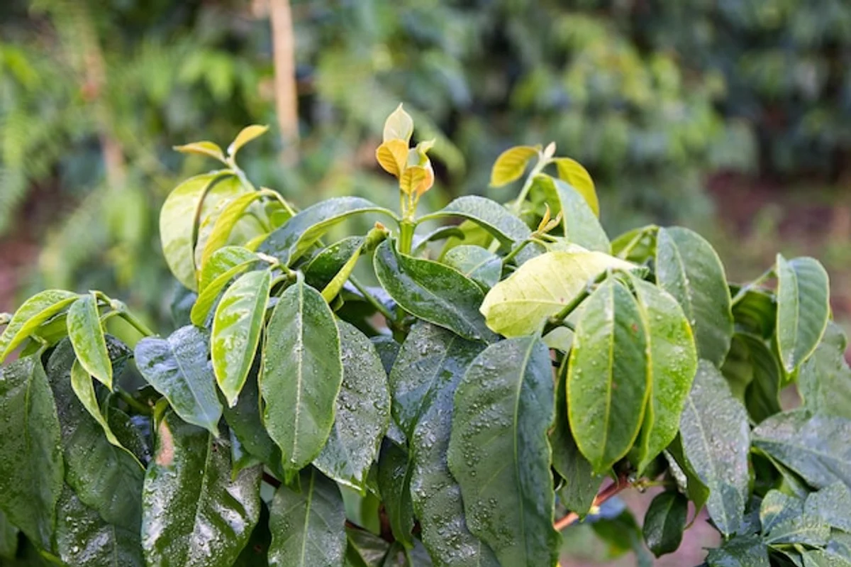 overwatered seedlings close up german garden