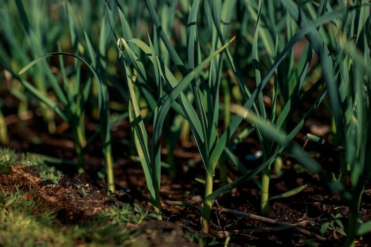 garlic plants among lettuce in garden