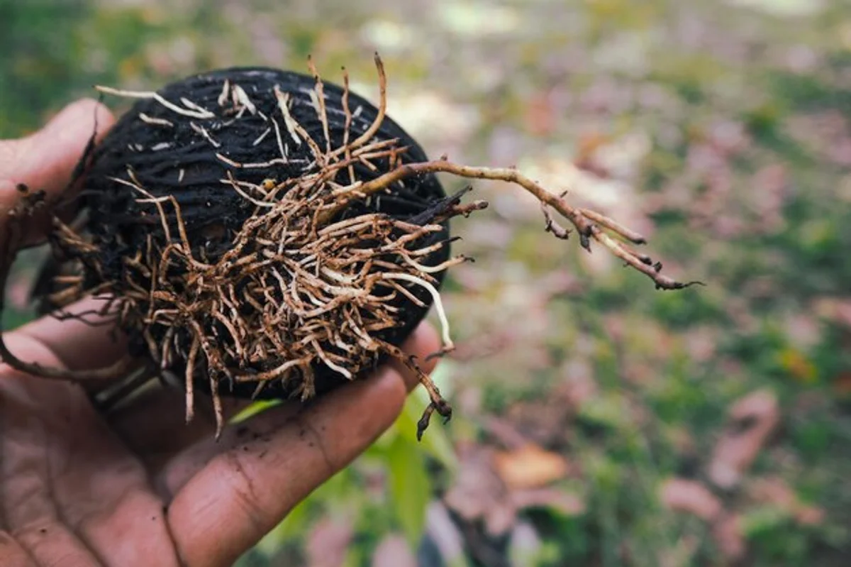 close up garlic and pests in vegetable garden