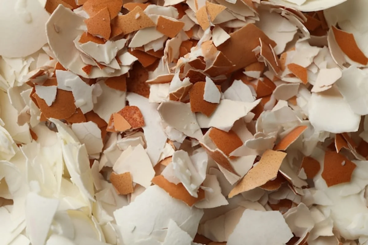 eggshells garden fertilizer closeup