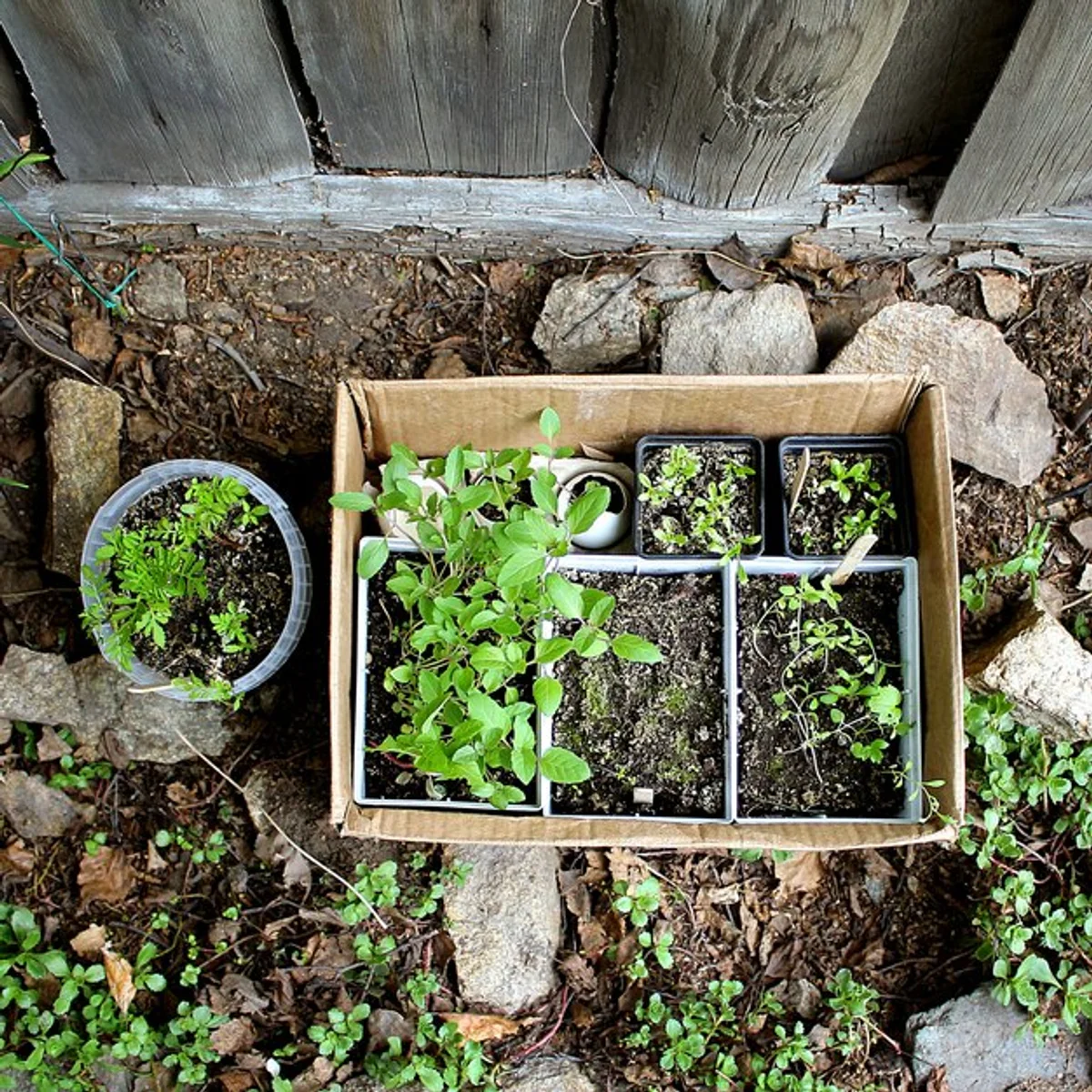 carrot seedlings soil eggshells