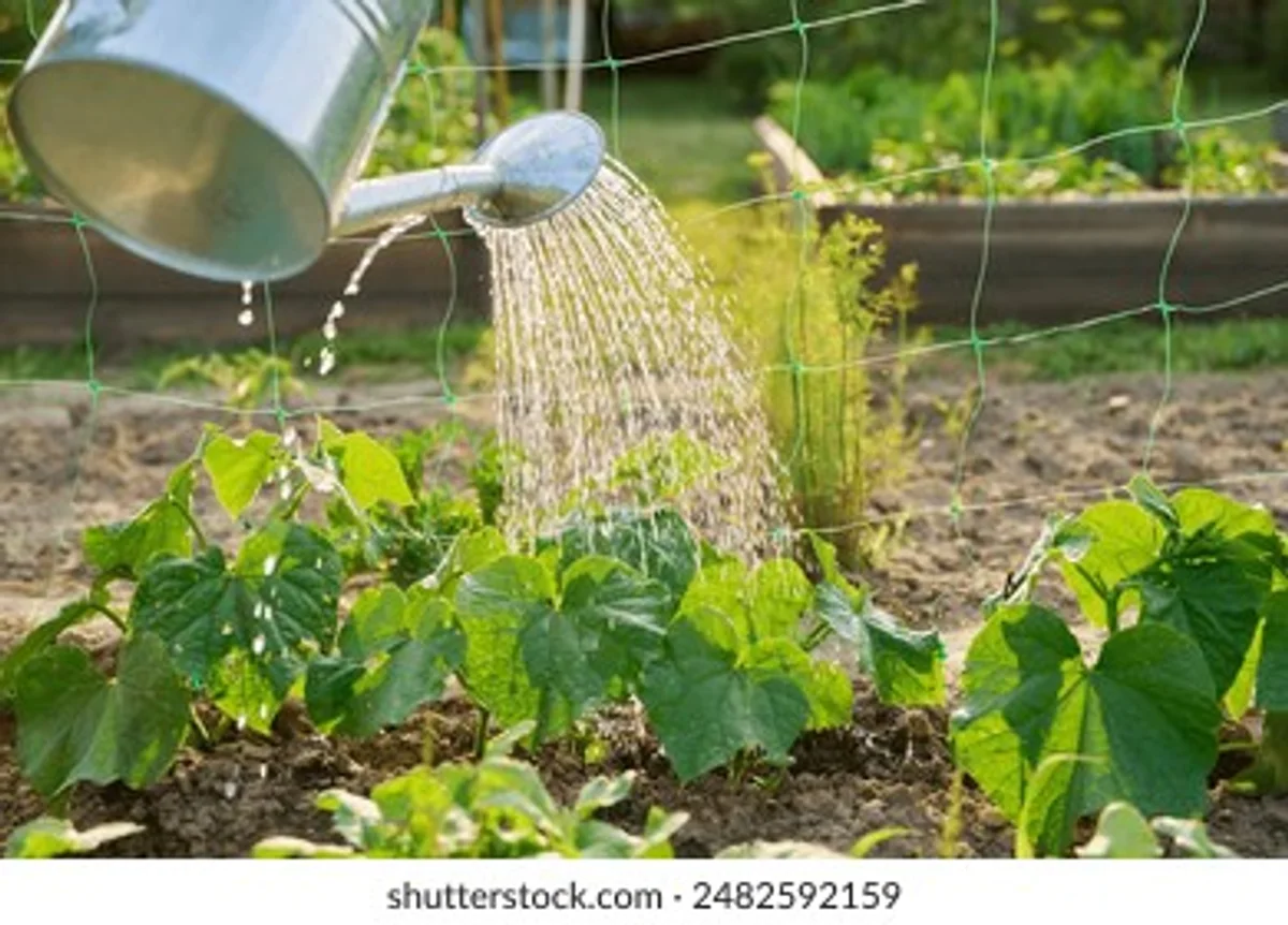 german vegetable garden with ollas watering system closeup