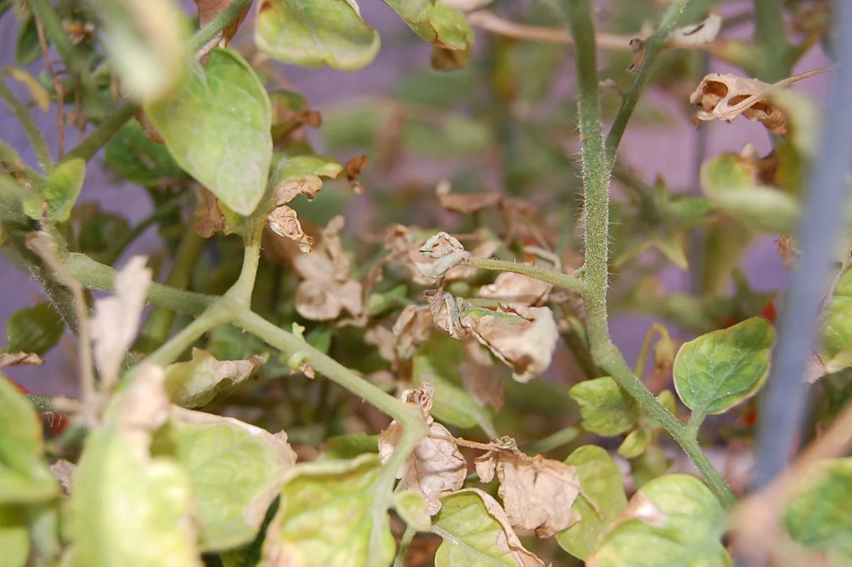 overwatered tomato seedlings germany