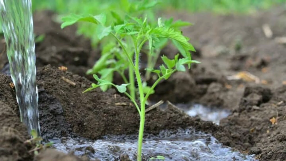 overwatered tomato seedlings close up roots germany
