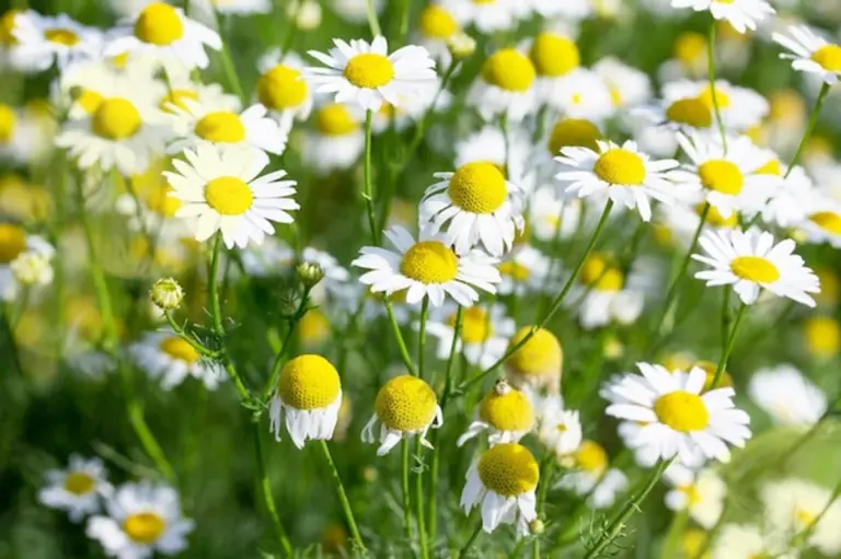 healthy green lawn close up Germany