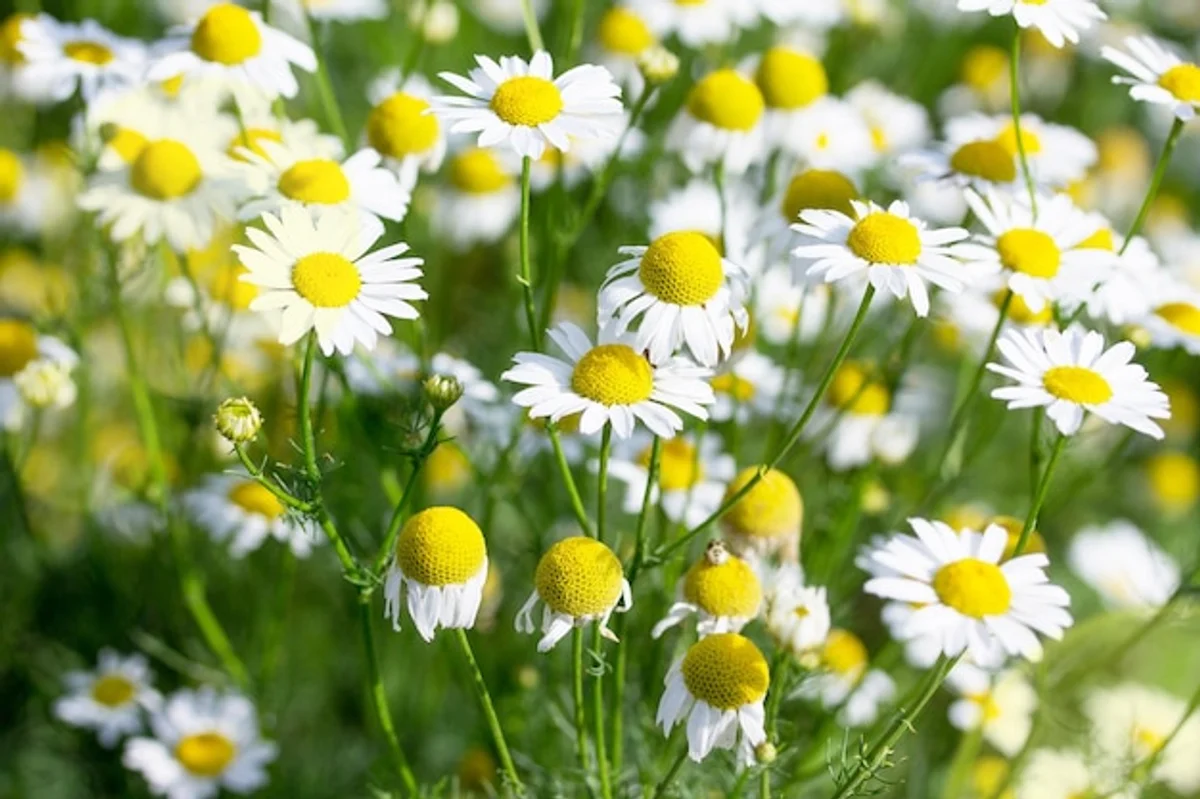healthy green lawn close up Germany