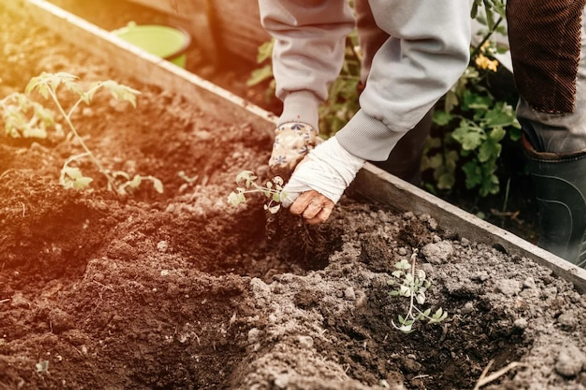 senior hands planting vegetables in backyard garden