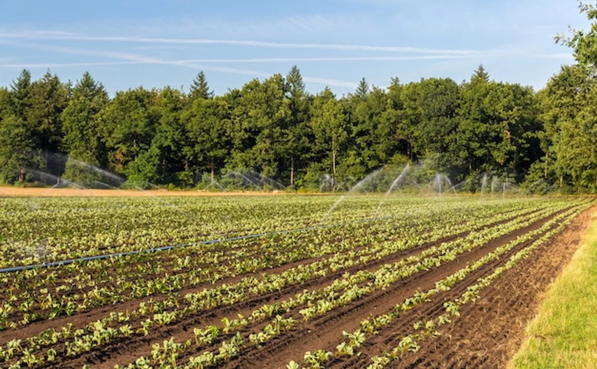 german vegetable garden with drip irrigation being installed