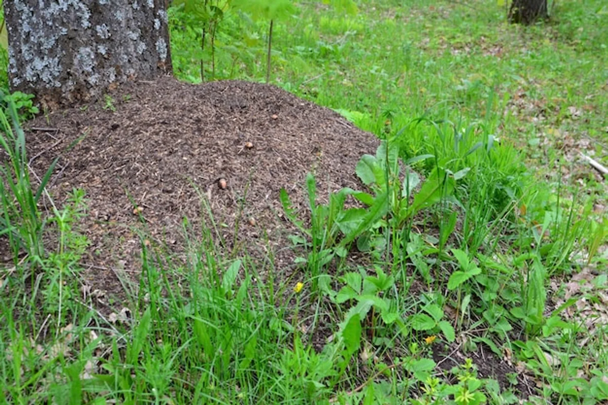 compost mulching on green lawn Germany