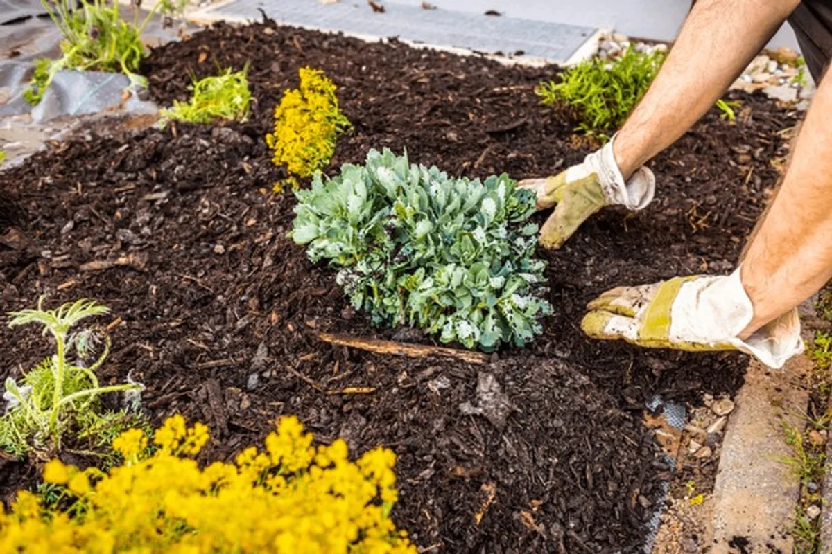 lush lawn with compost mulching, close-up, vibrant Germany garden