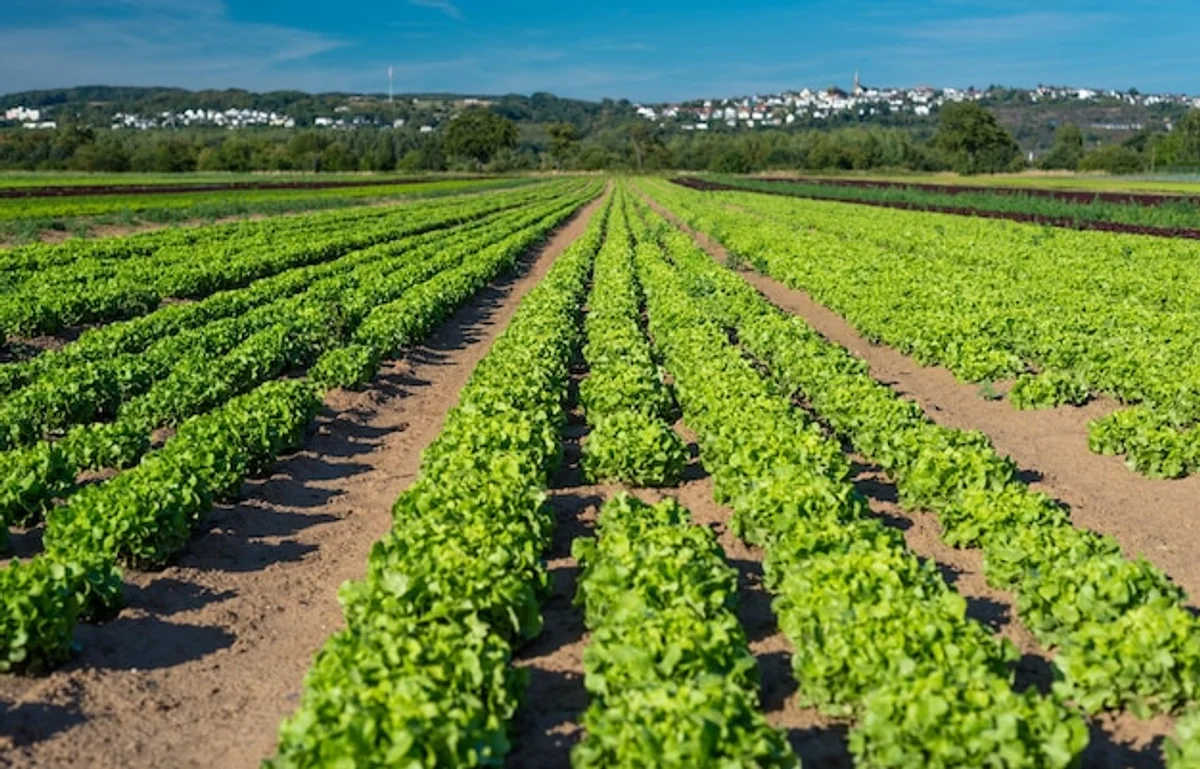 no-dig backyard vegetable garden Germany