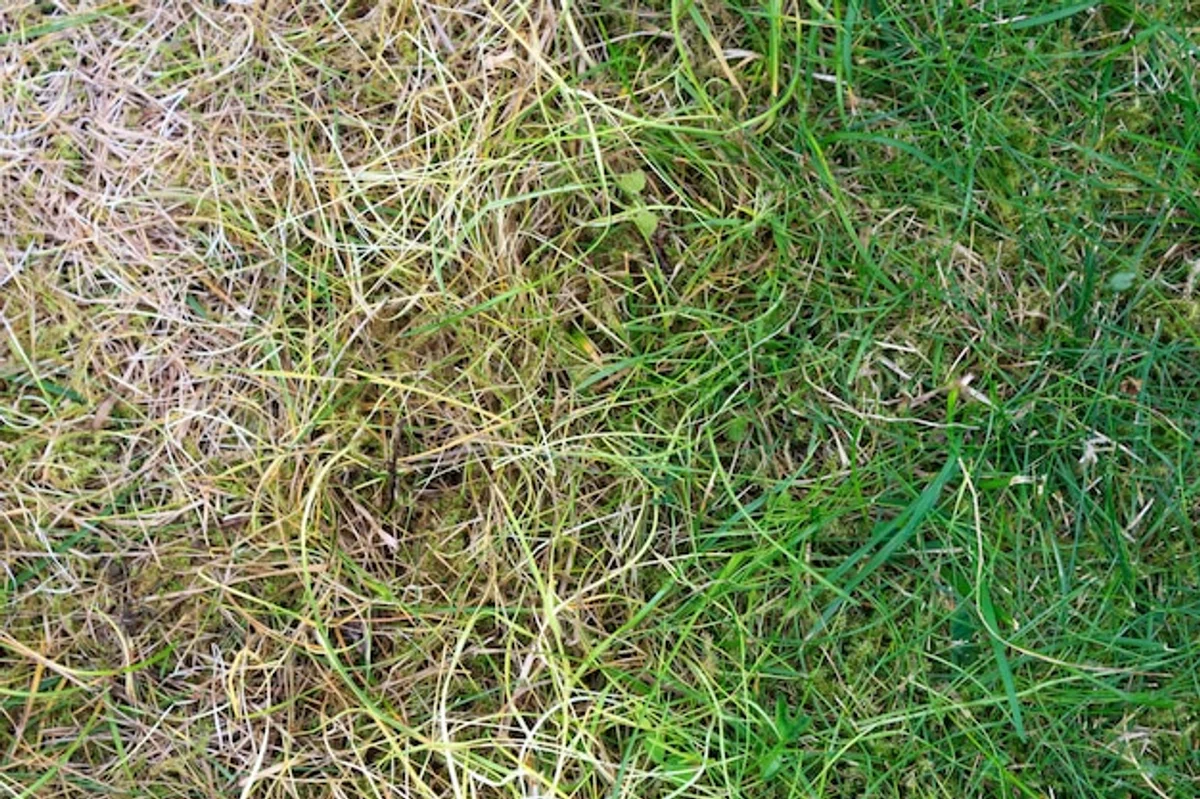 close-up lawn damaged by mowing too short