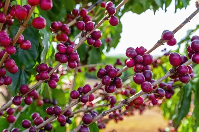 coffee grounds fruit tree gardening