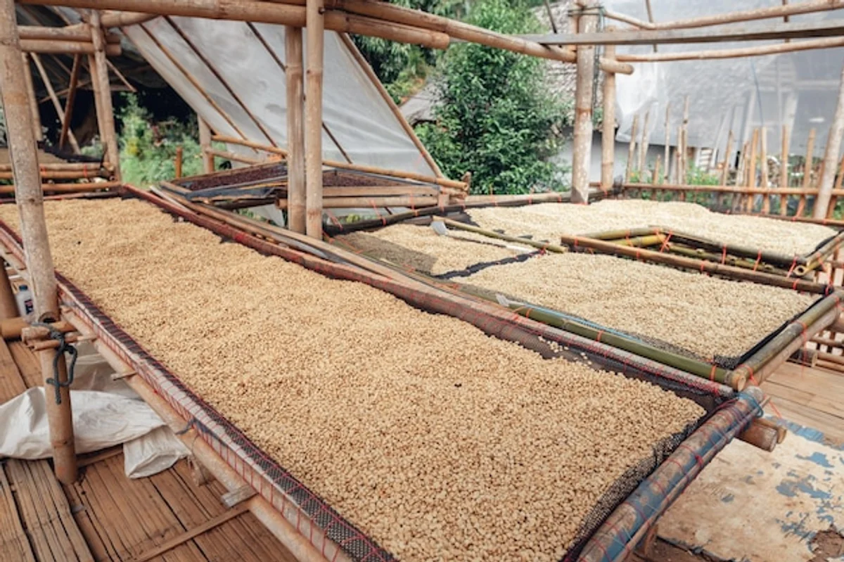 used coffee grounds in garden close up