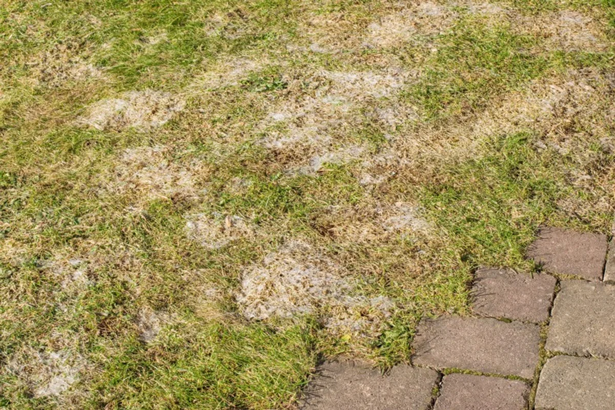 damaged lawn from vinegar use