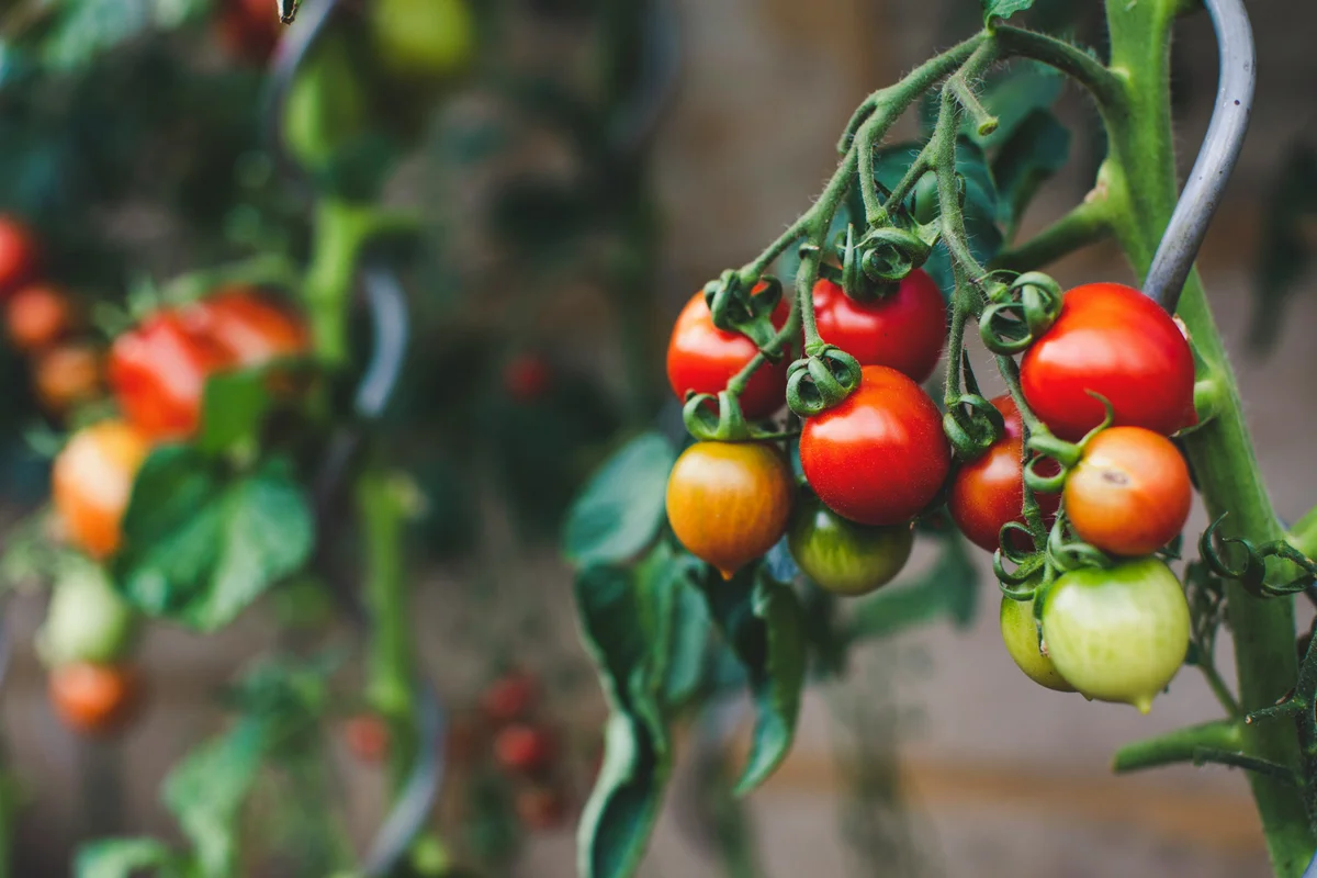 coffee grounds and tomato plants garden defense closeup