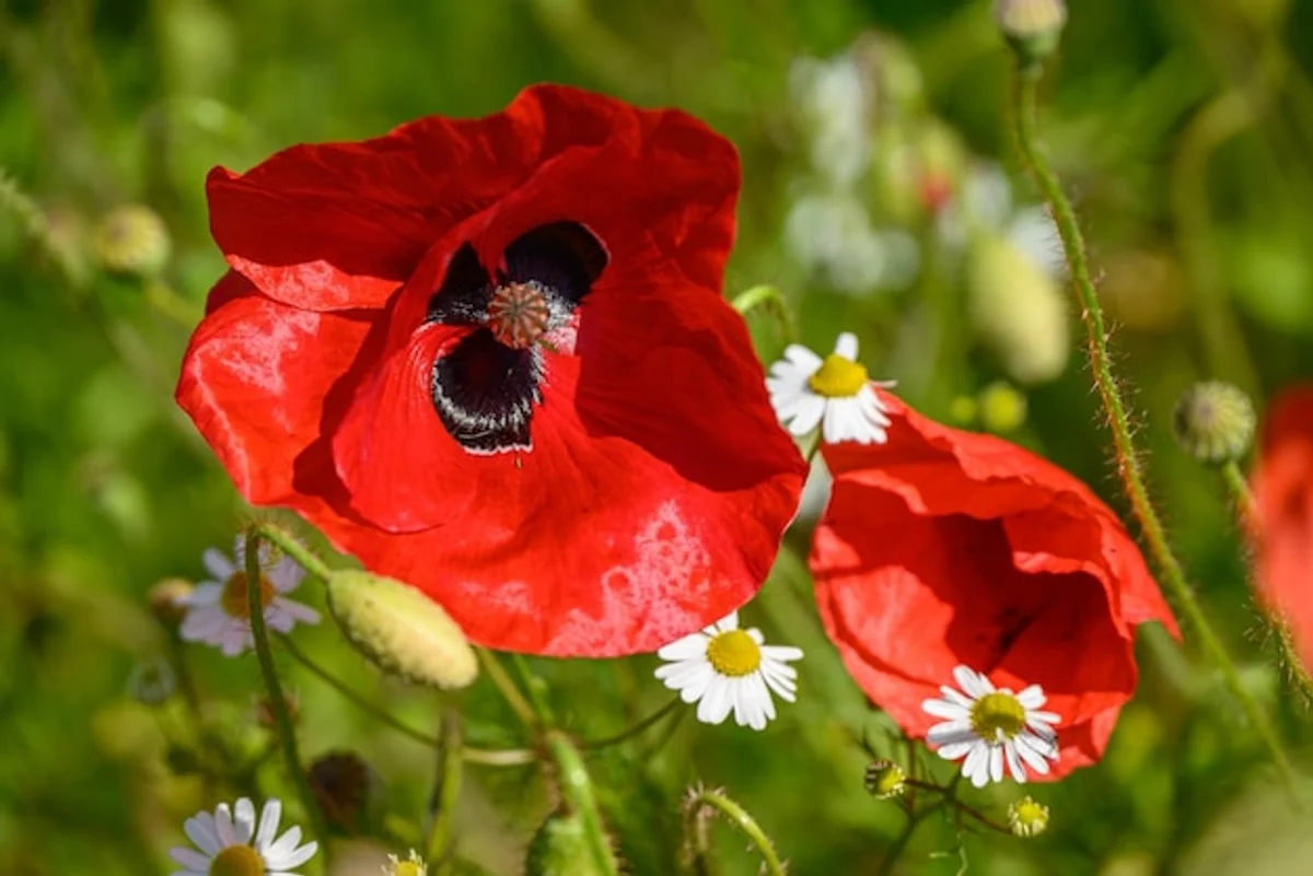 germany blooming wildflower garden summer backyard