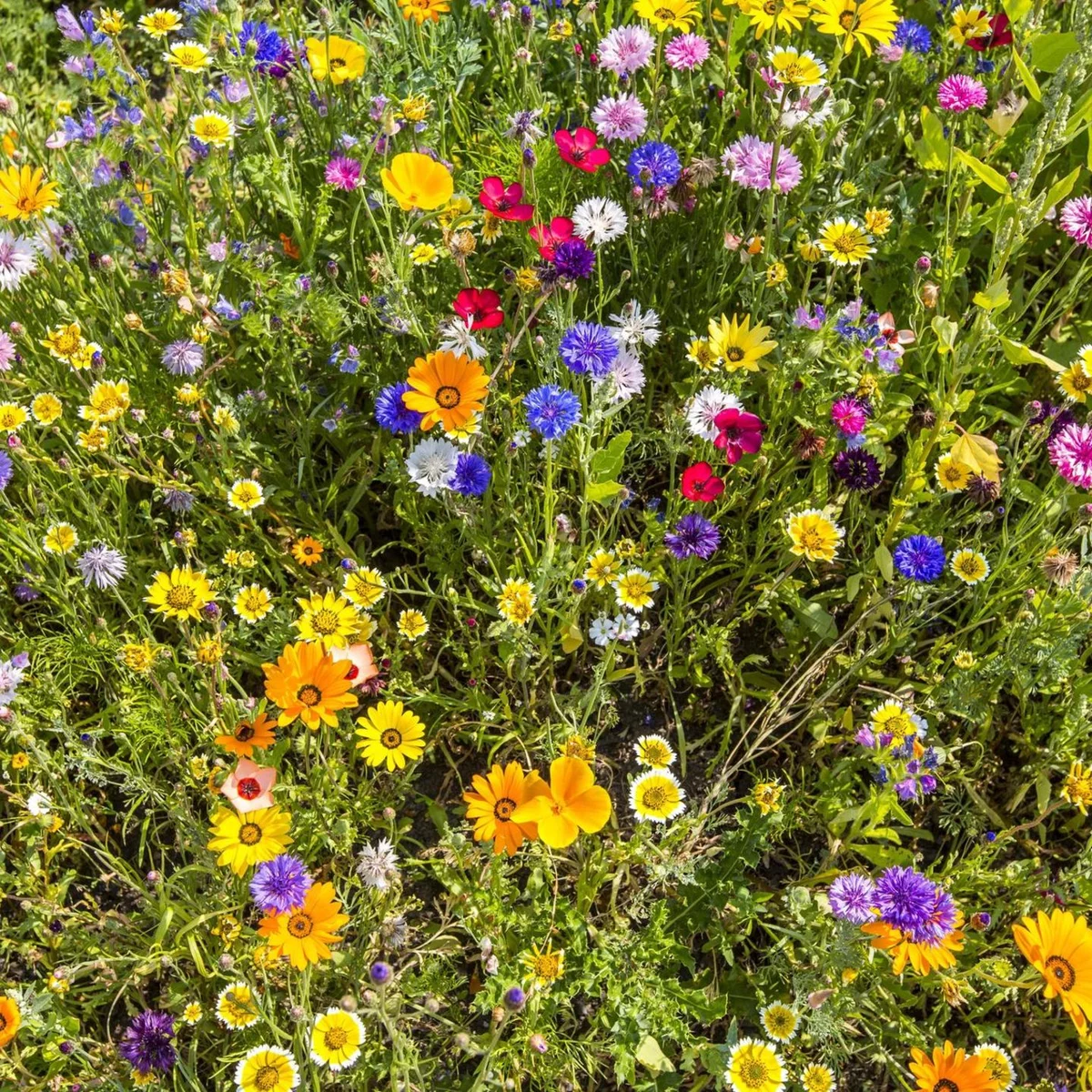 insektenfreundliche deutsche wildblumenwiese garten