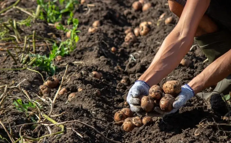 organic vegetable garden harvest germany