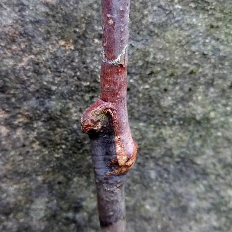 grafting union fruit tree planting depth closeup