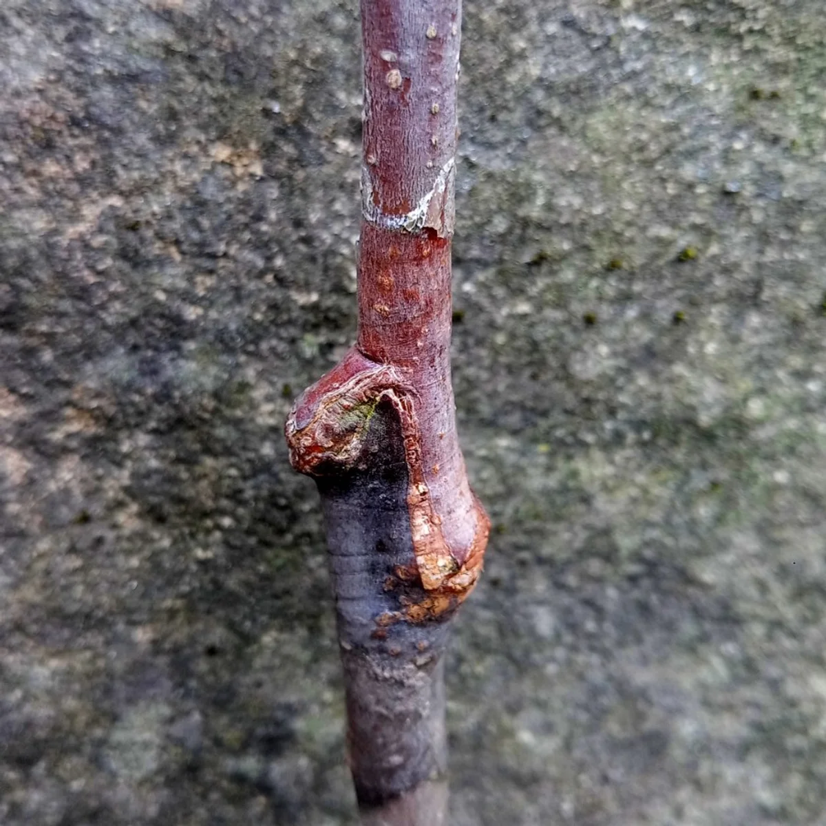 grafting union fruit tree planting depth closeup