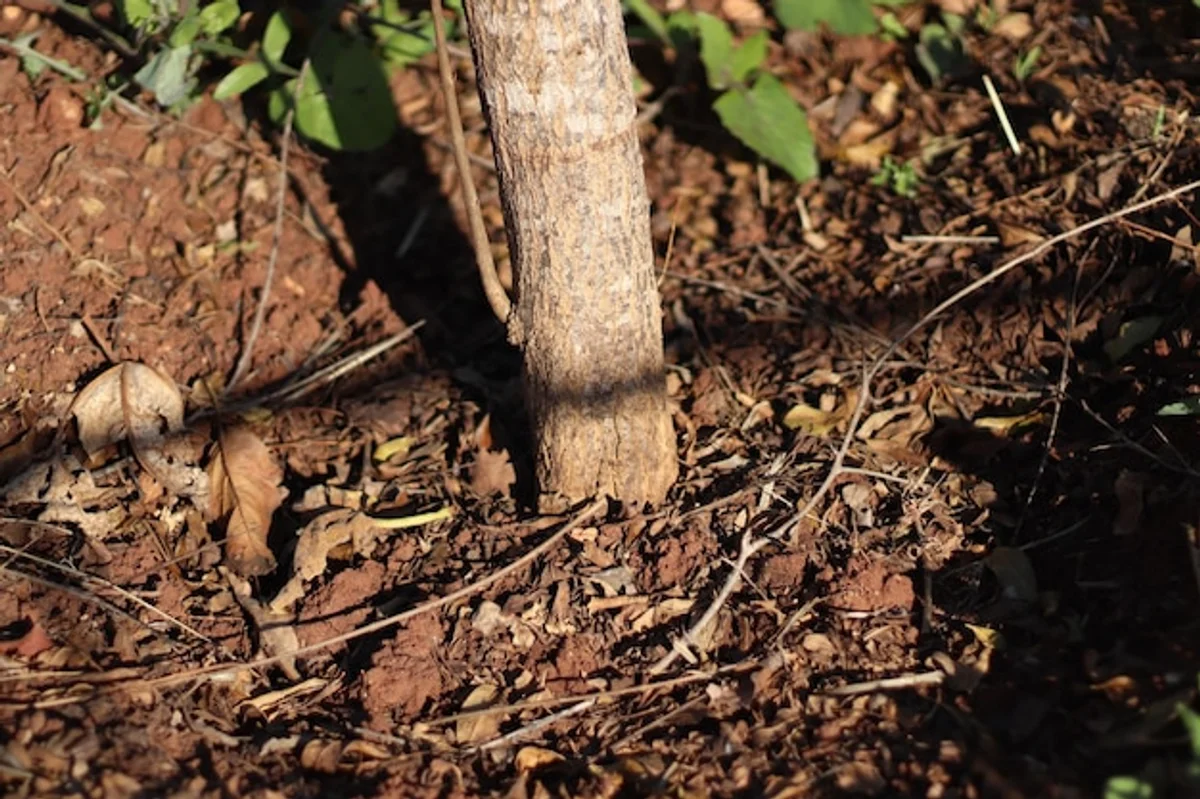 fruit tree grafting union above soil
