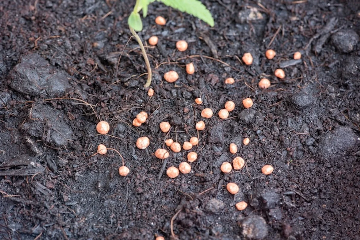 coffee grounds fertilizing roses garden
