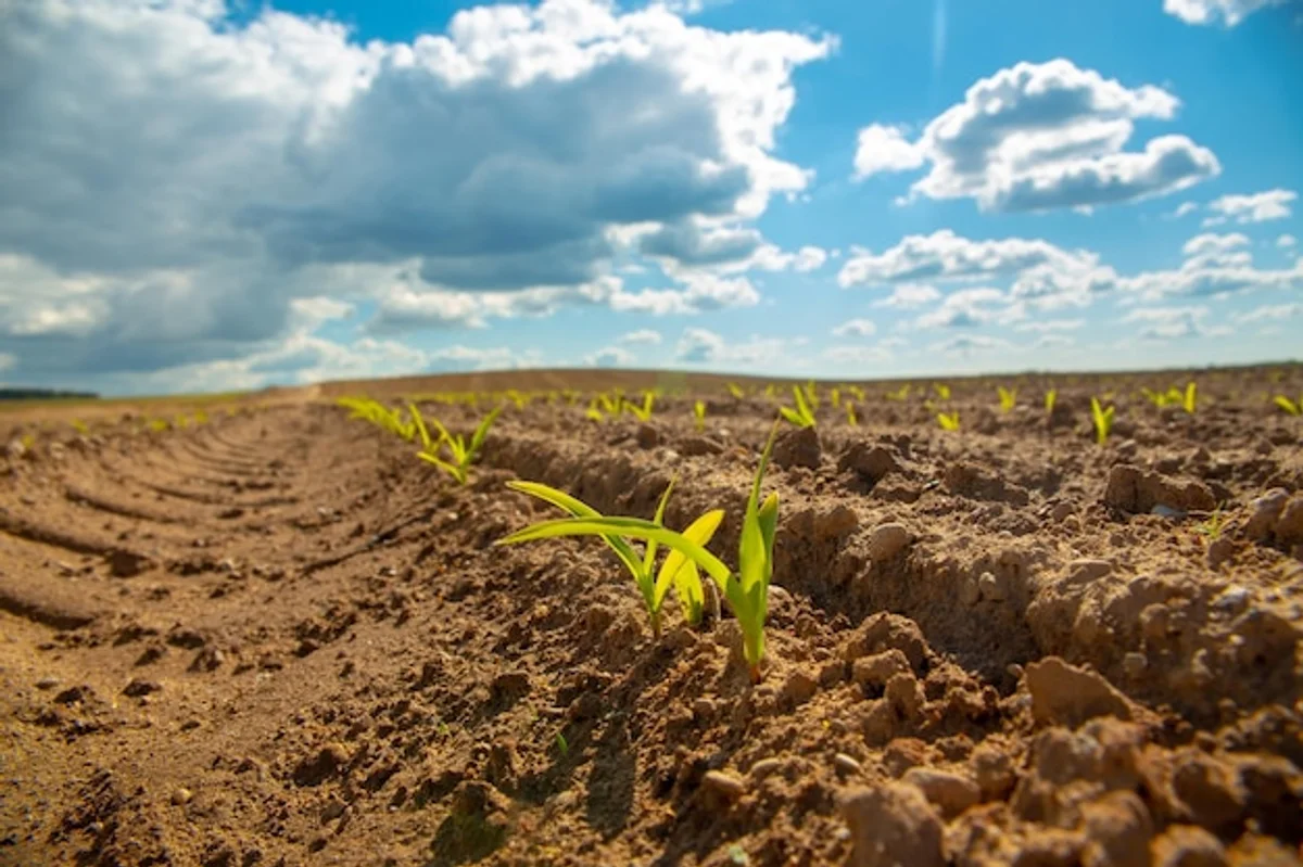 signs of overfertilization in plants