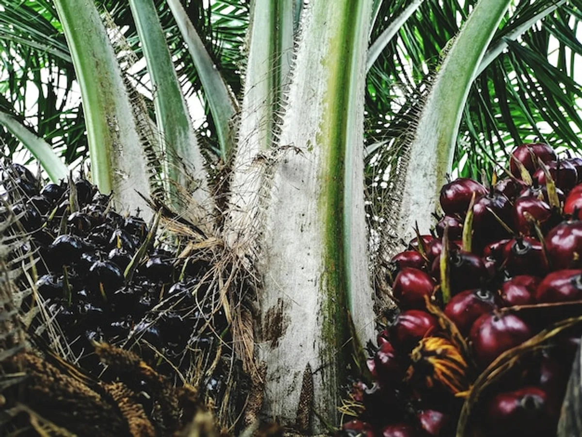 overfertilized plant close up