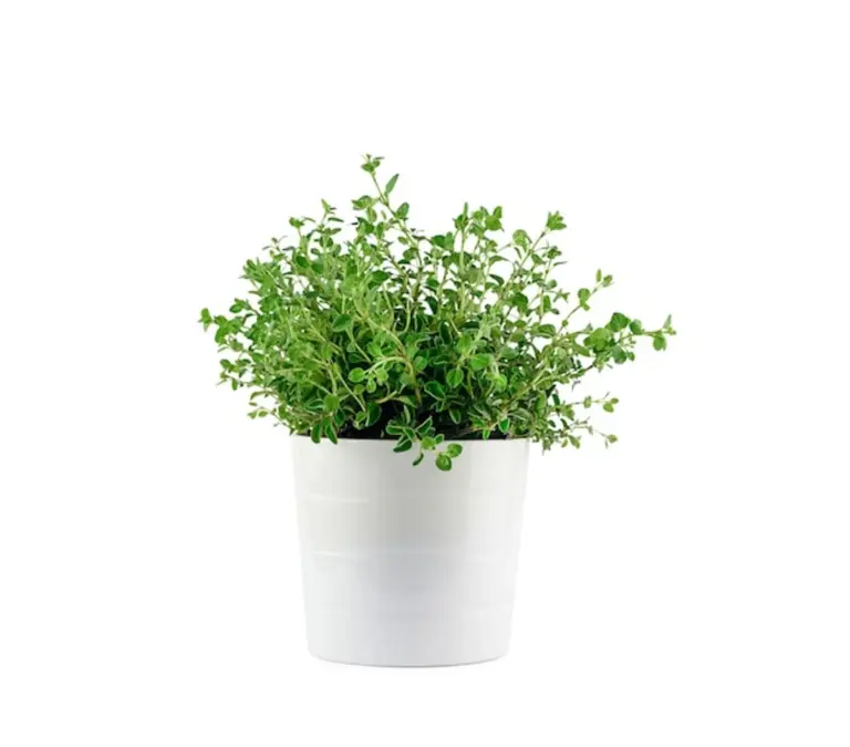 organic oregano plant in home garden