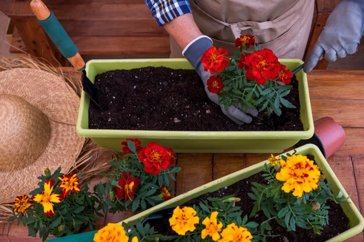 senior woman in garden elevated raised bed working