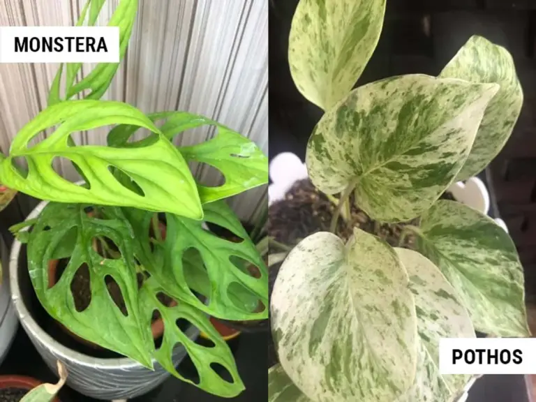 monstera vs pothos stylish small apartment germany