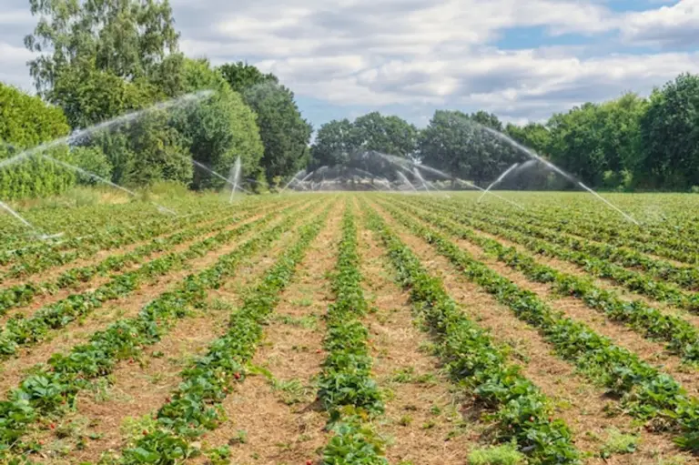 fruit plants watering german garden summer