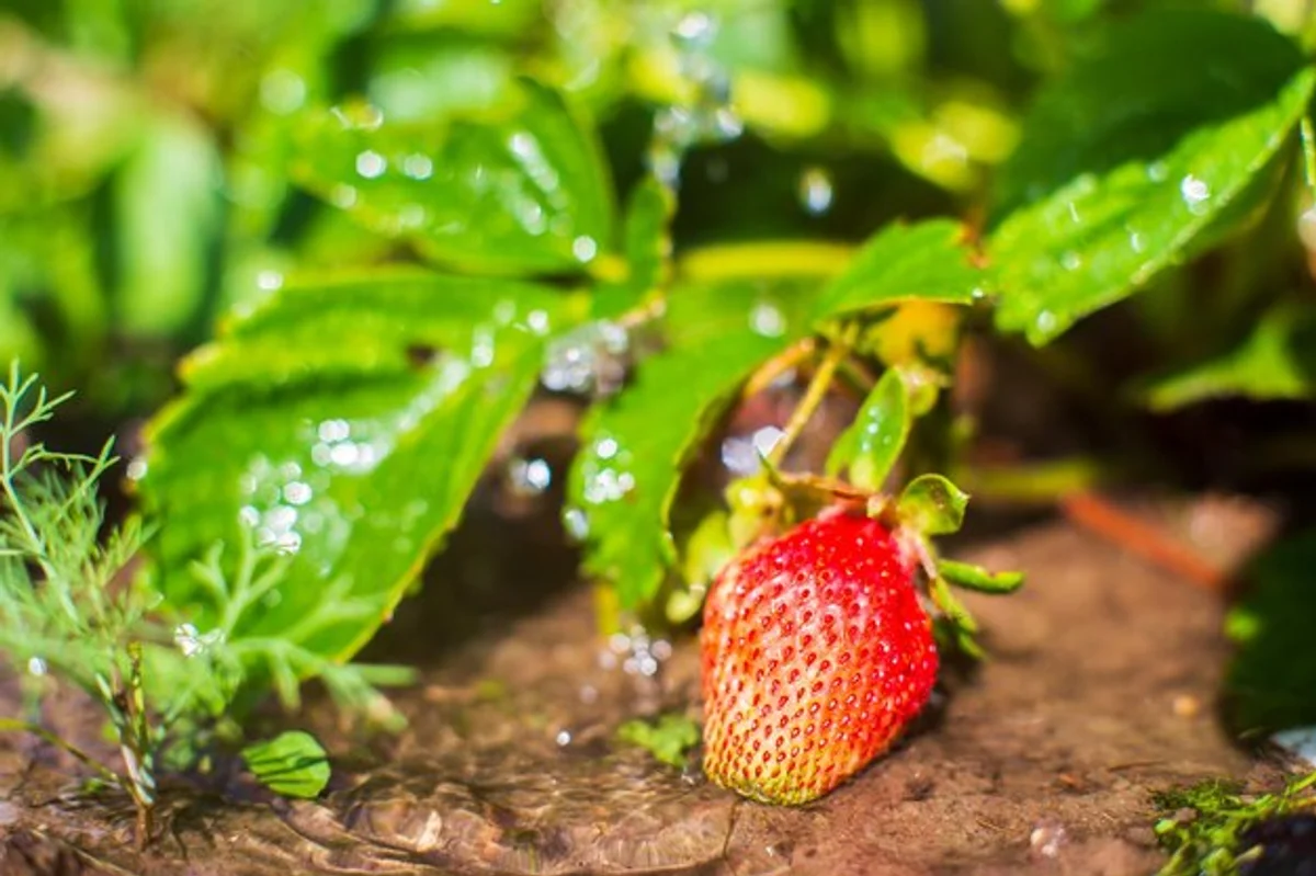 watering fruit plants in summer garden, close-up