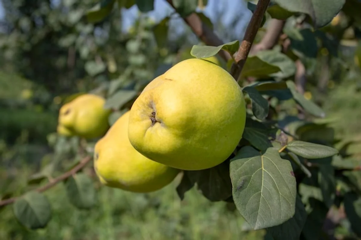quince tree in german garden