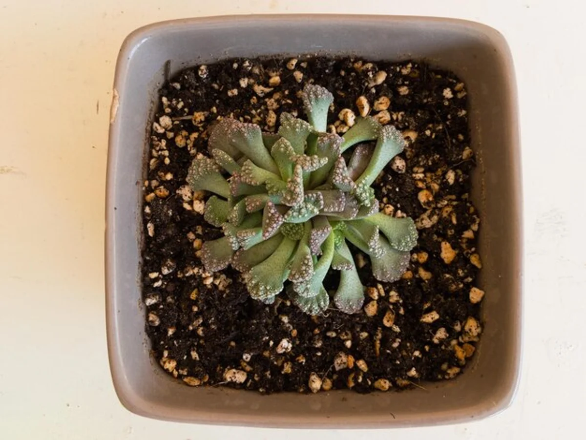 overwatered houseplant soil close up