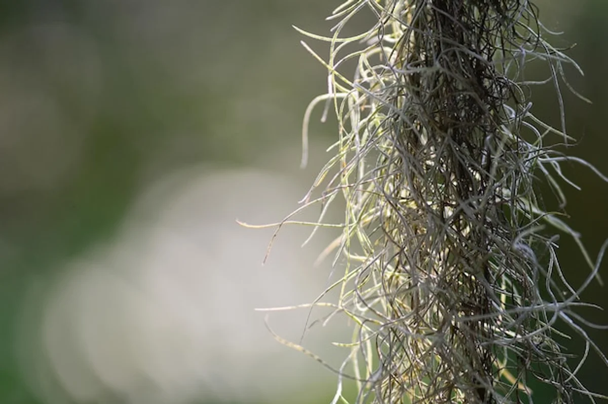preventing mold on seed starting soil