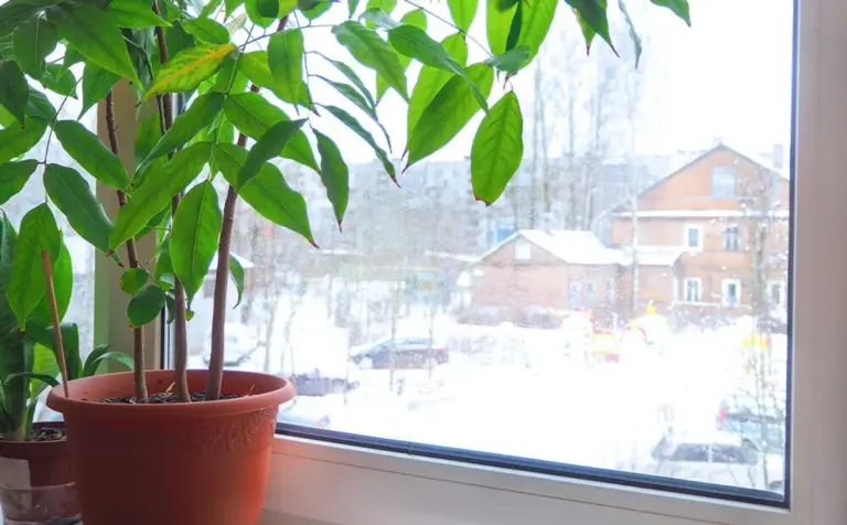 wilted indoor plants in winter on german window sill