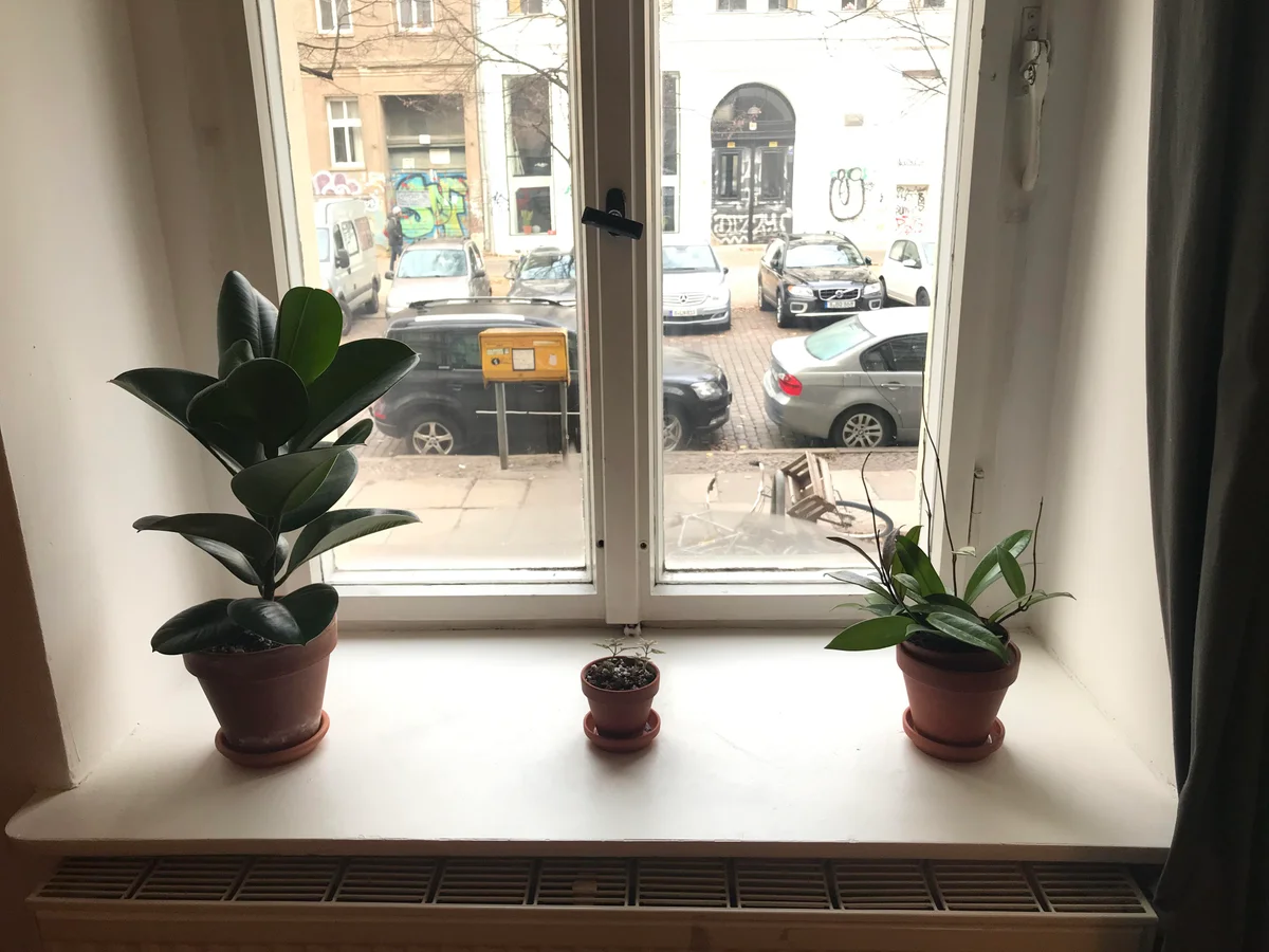 wilted indoor plants in winter on german window sill