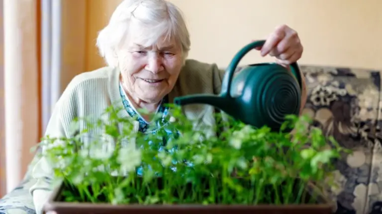 happy senior watering indoor plants during daylight window
