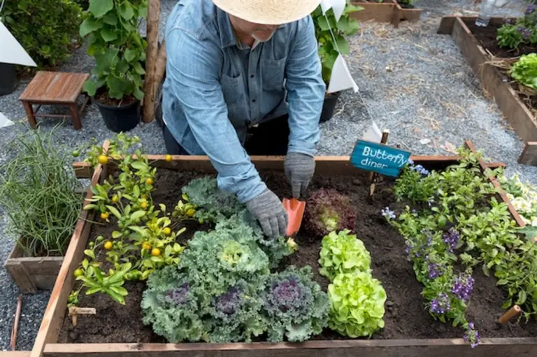 senior raised bed gardening backyard