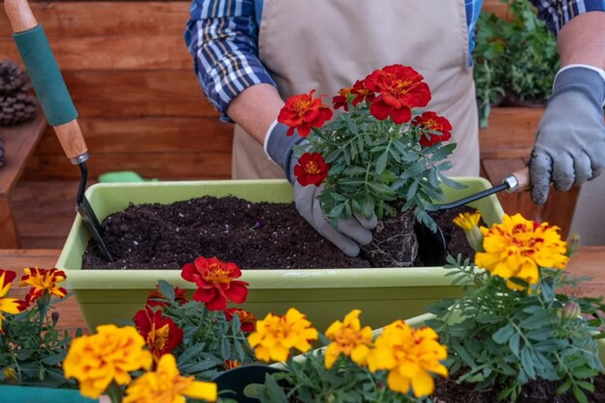 elderly woman vegetable gardening high bed terrace