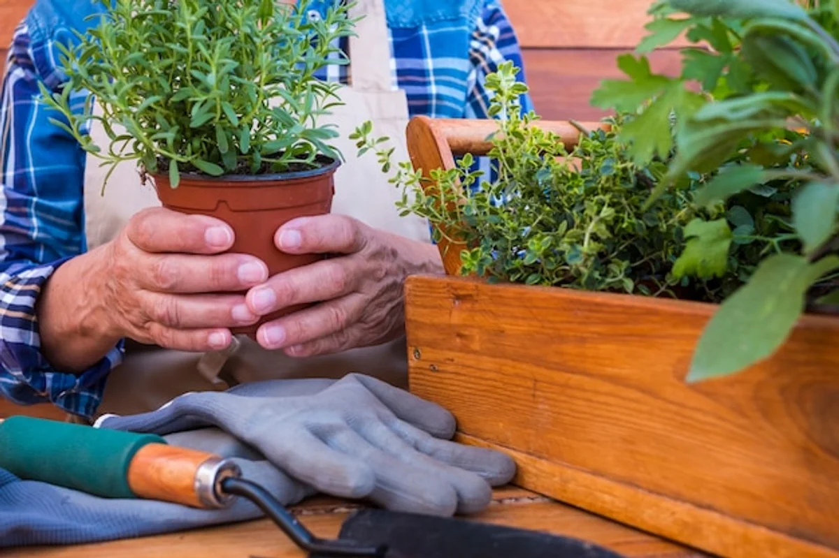 raised garden bed senior gardening