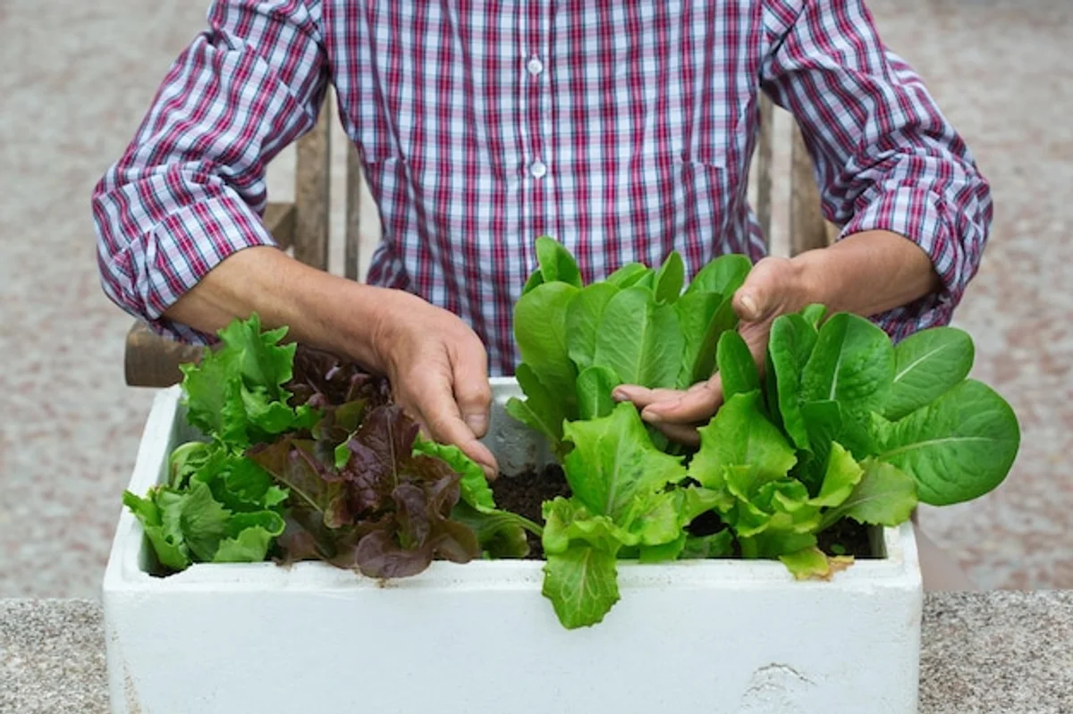 container gardening vegetables elderly